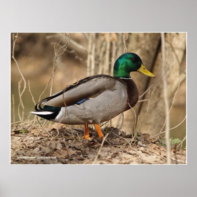 Male Mallard Duck Poster (Front)