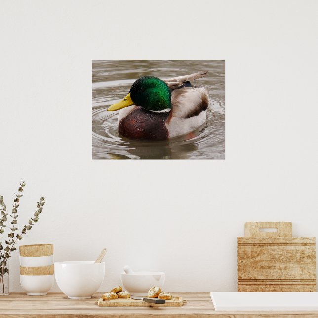Male Mallard Duck Poster (Kitchen)