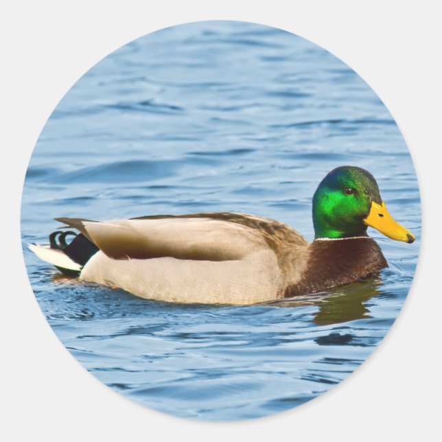 Male Mallard Duck Sticker (Front)