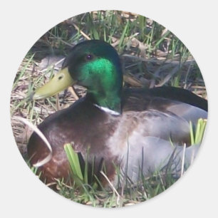Male Mallard Duck Stickers