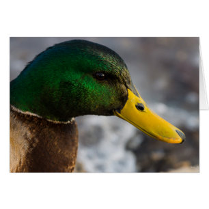 Male Mallard Portrait Greeting Card
