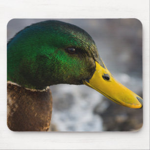 Male Mallard Portrait Mouse Mat