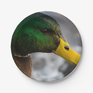 Male Mallard Portrait Paper Plate