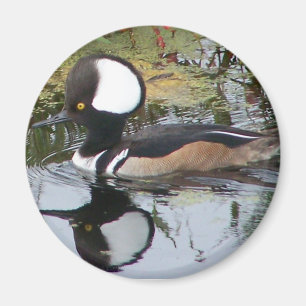 Male Merganser Duck Magnet