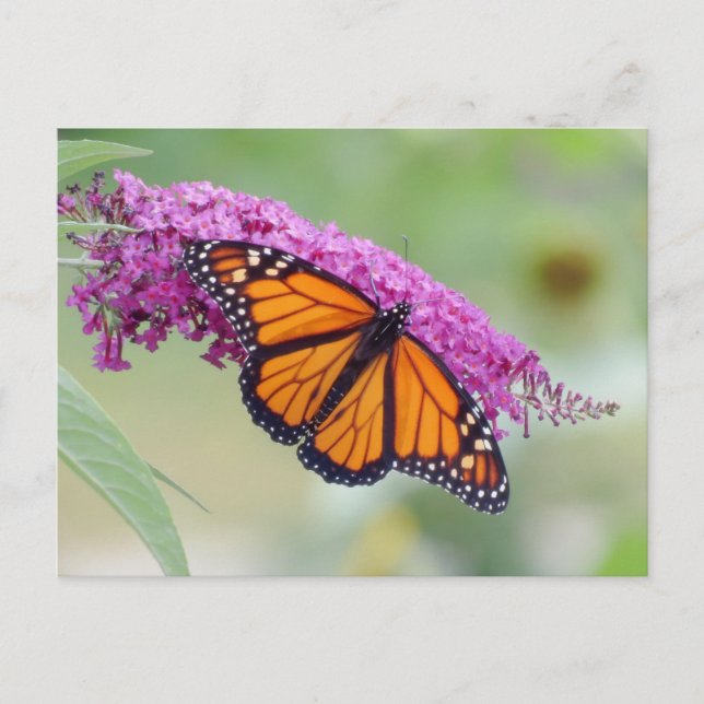 Male Monarch on Butterfly Bush Postcard (Front)