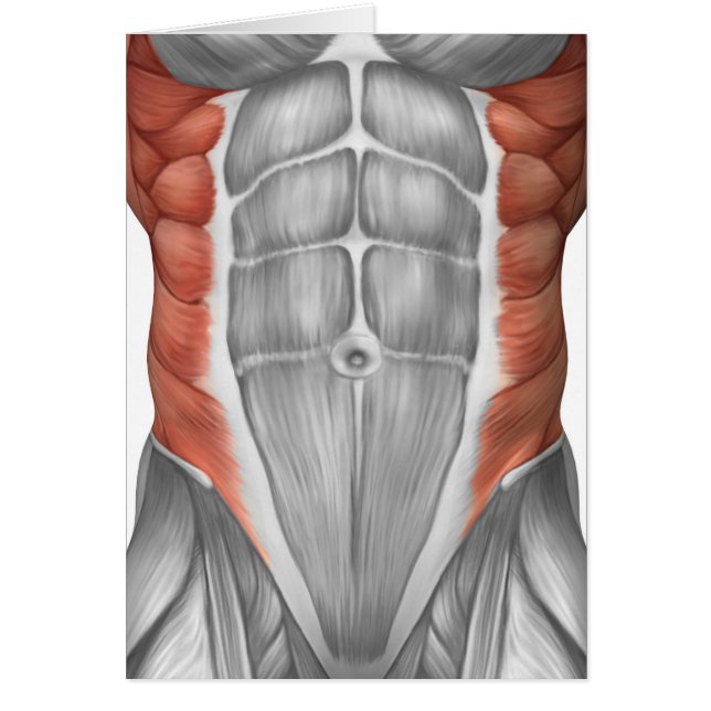 Male Muscle Anatomy Of The Abdominal Wall (Front)