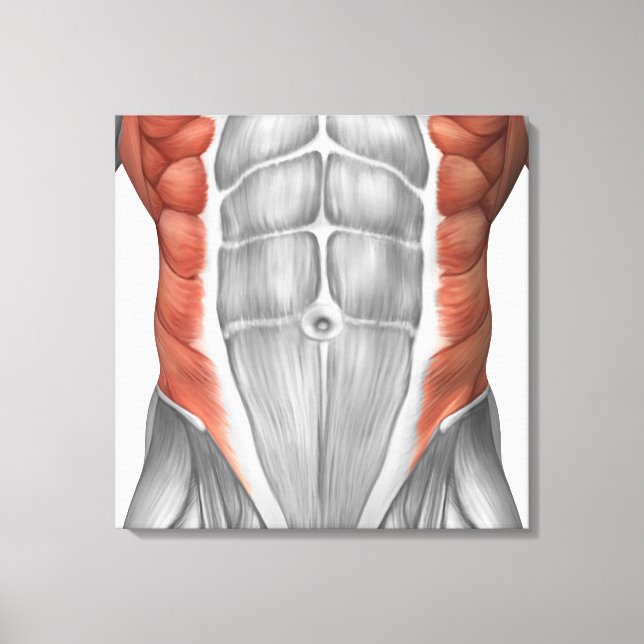 Male Muscle Anatomy Of The Abdominal Wall Canvas Print (Front)