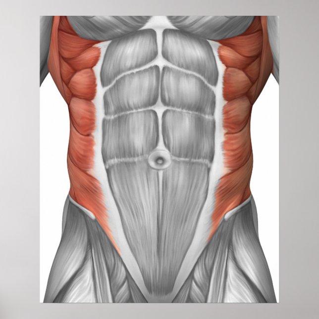 Male Muscle Anatomy Of The Abdominal Wall Poster (Front)