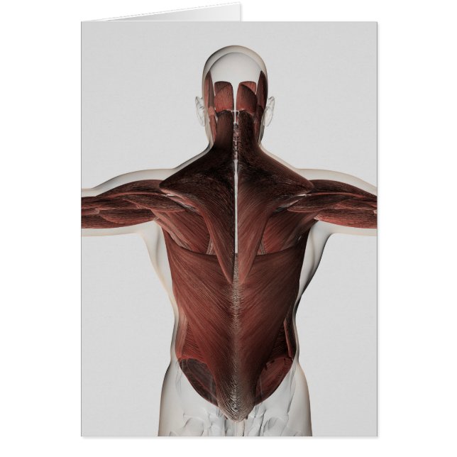 Male Muscle Anatomy Of The Human Back 2 (Front)