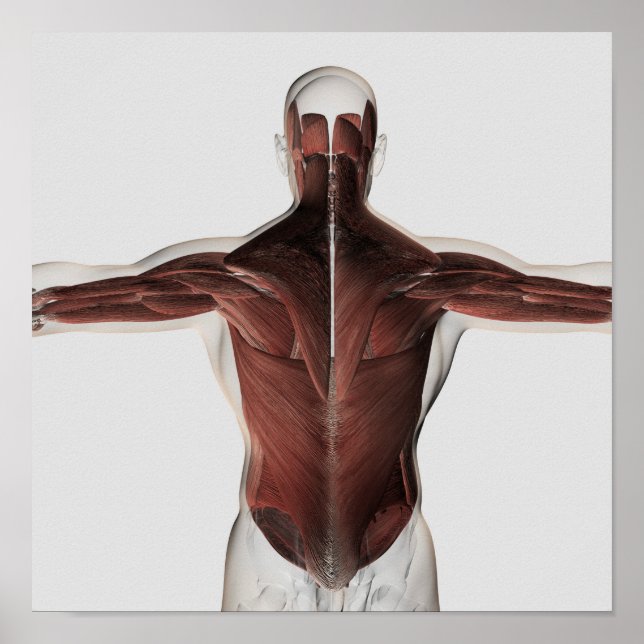 Male Muscle Anatomy Of The Human Back 2 Poster (Front)