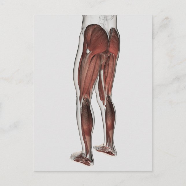 Male Muscle Anatomy Of The Human Legs 1 Postcard (Front)