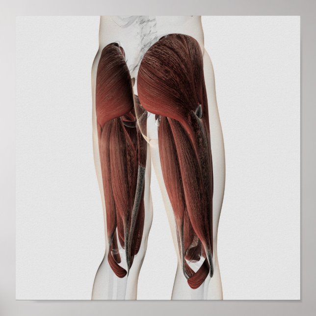 Male Muscle Anatomy Of The Human Legs 2 Poster (Front)