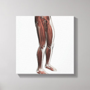 Male Muscle Anatomy Of The Human Legs, Anterior 1 Canvas Print