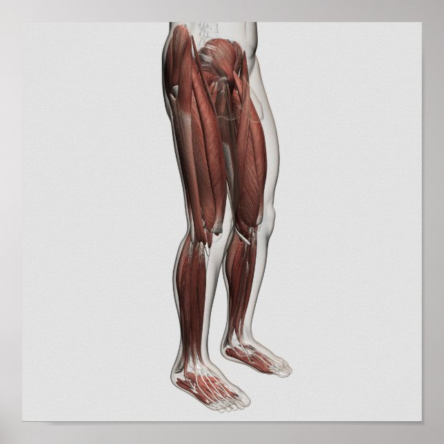 Male Muscle Anatomy Of The Human Legs, Anterior 1 Poster (Front)