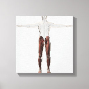 Male Muscle Anatomy Of The Human Legs, Anterior 2 Canvas Print