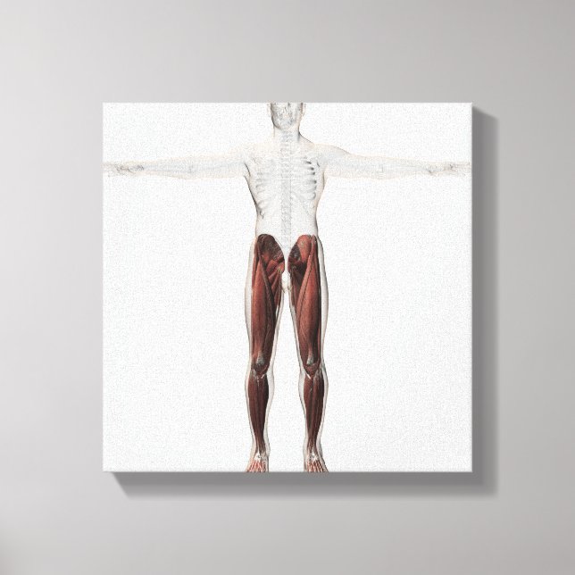 Male Muscle Anatomy Of The Human Legs, Anterior 2 Canvas Print (Front)
