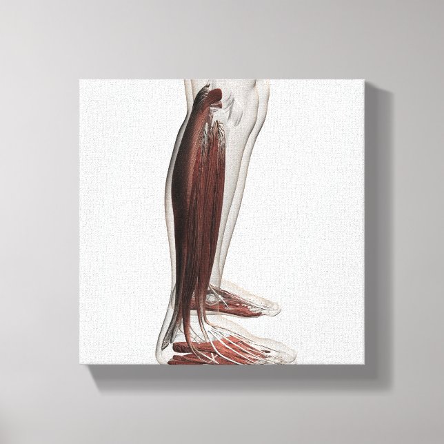 Male Muscle Anatomy Of The Human Legs, Anterior 3 Canvas Print (Front)