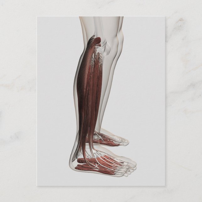 Male Muscle Anatomy Of The Human Legs, Anterior 3 Postcard (Front)