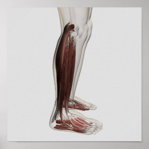 Male Muscle Anatomy Of The Human Legs, Anterior 3 Poster