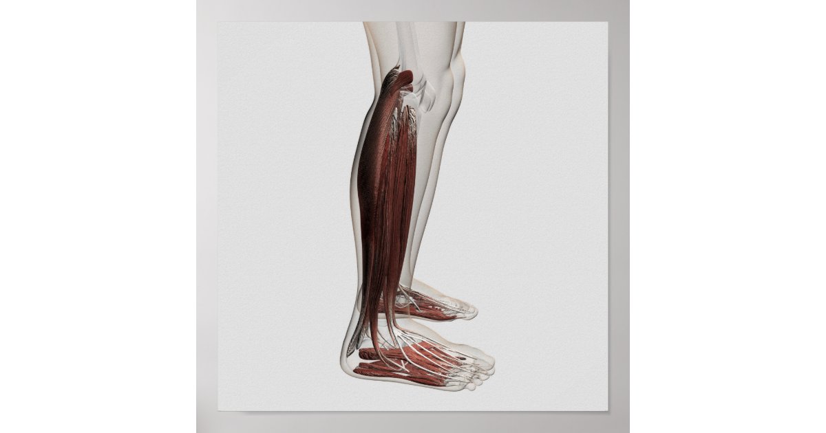 Male Muscle Anatomy Of The Human Legs, Anterior 3 Poster | Zazzle