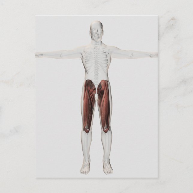 Male Muscle Anatomy Of The Human Legs, Anterior 4 Postcard (Front)