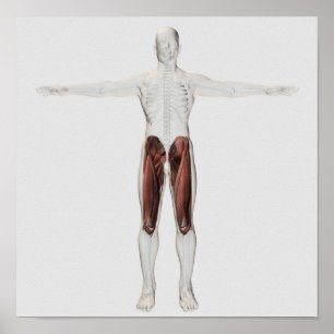 Male Muscle Anatomy Of The Human Legs, Anterior 4 Poster