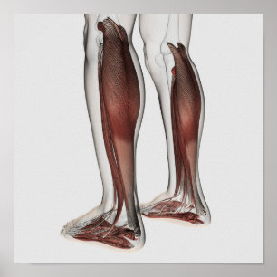 Male Muscle Anatomy Of The Human Legs, Anterior 5 Poster
