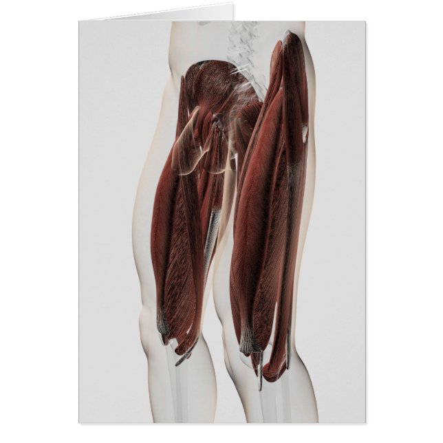 Male Muscle Anatomy Of The Human Legs, Side View (Front)