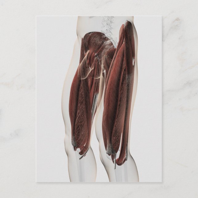 Male Muscle Anatomy Of The Human Legs, Side View Postcard (Front)