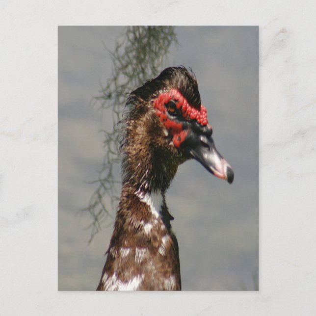Male Muscovy Duck Photo Postcard (Front)