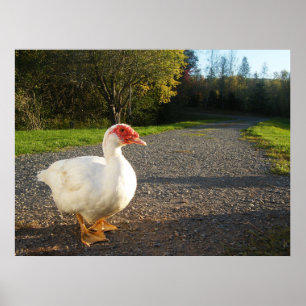Male Muscovy Duck Poster