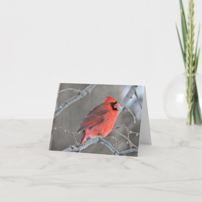 Male northern cardinal blank notecard.  thank you card (Front)