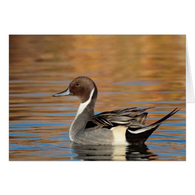 Male Northern Pintail (Front Horizontal)