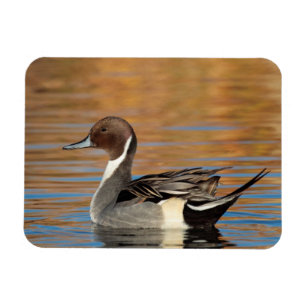Male Northern Pintail Magnet