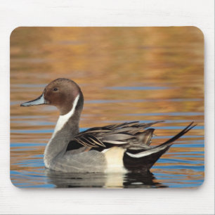 Male Northern Pintail Mouse Mat