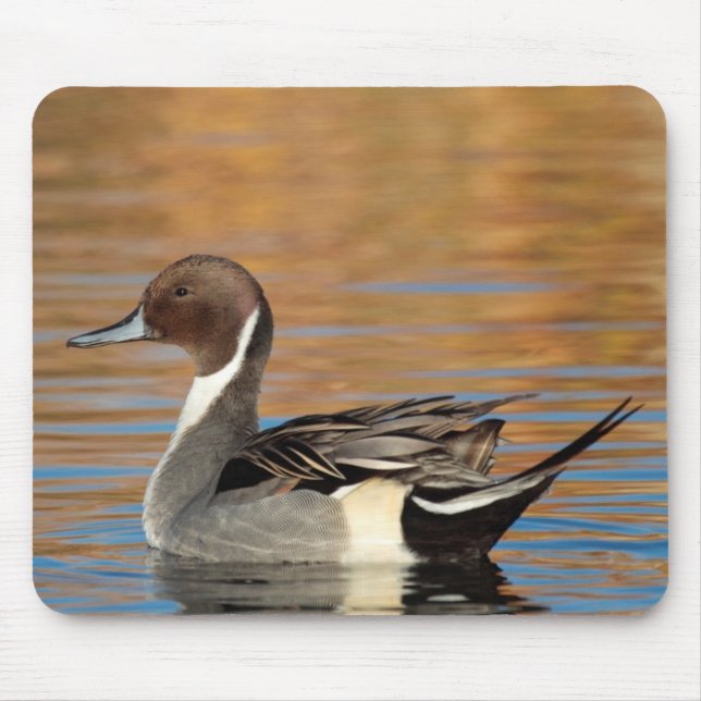 Male Northern Pintail Mouse Mat (Front)