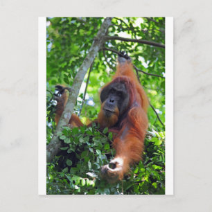 Male orangutan in nest Sumatra rainforest Postcard