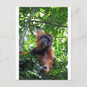Male orangutan in nest Sumatra rainforest Postcard