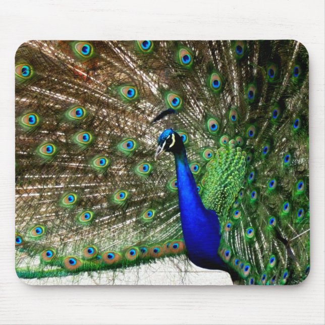 Male Peacock Feather Display Mouse Mat (Front)