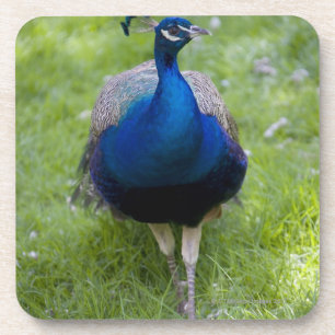 Male peacock (Pavo cristatus) Coaster