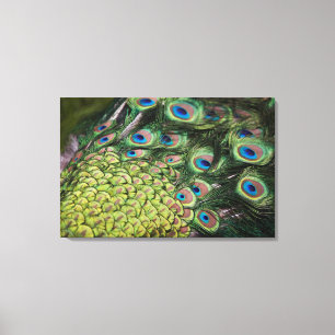 Male peacock (Pavo cristatus) displaying tail Canvas Print