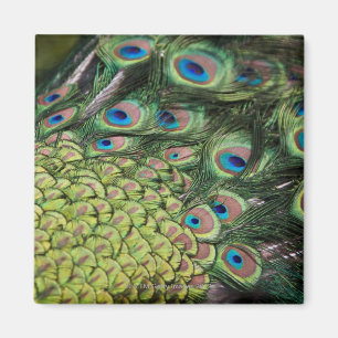 Male peacock (Pavo cristatus) displaying tail Magnet