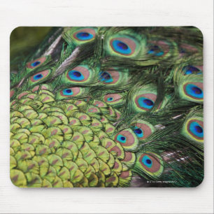 Male peacock (Pavo cristatus) displaying tail Mouse Mat