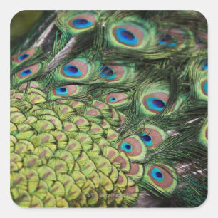 Male peacock (Pavo cristatus) displaying tail Square Sticker