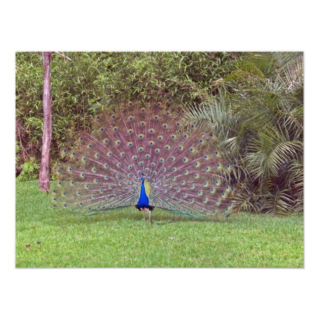 Male Peacock Photo Print (Front)