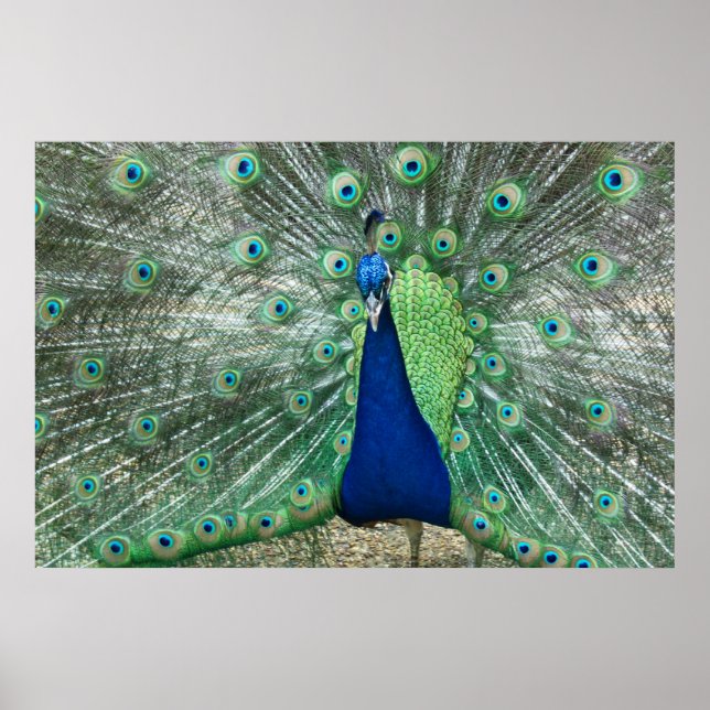 Male Peacock Poster (Front)