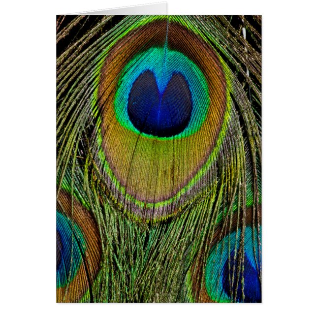 Male peacock tail feathers (Front)