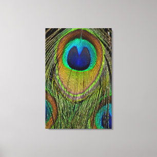 Male peacock tail feathers canvas print