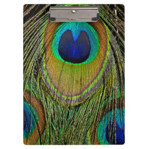 Male peacock tail feathers clipboard
