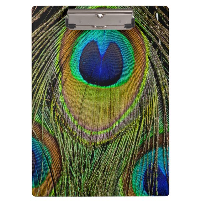 Male peacock tail feathers clipboard (Front)